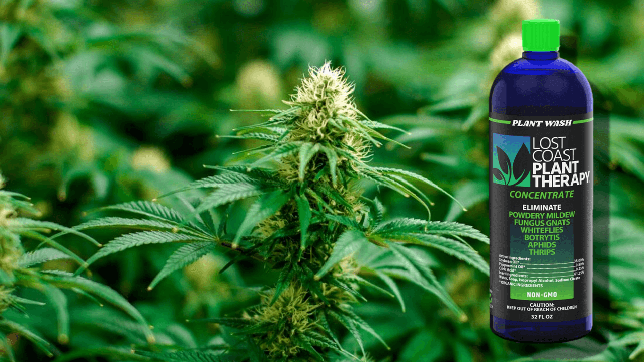 Lost Coast Plant Therapy for cannabis pest control