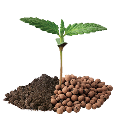 Soil vs hydro cannabis growing comparison guide