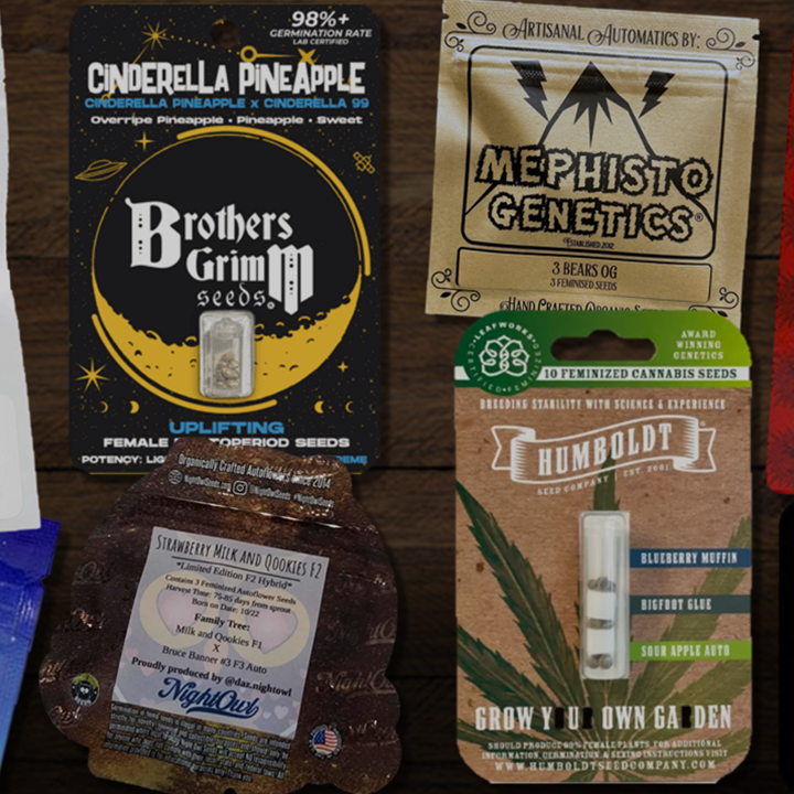 Best cannabis seeds to grow in 2025