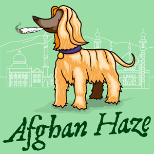 Afghan Haze cannabis strain