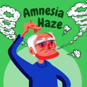 Amnesia Haze cannabis strain