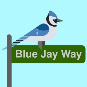 Blue Jay Way cannabis strain