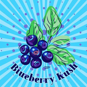 Blueberry Kush cannabis strain