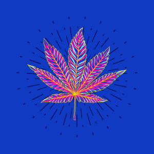 California Dream cannabis strain