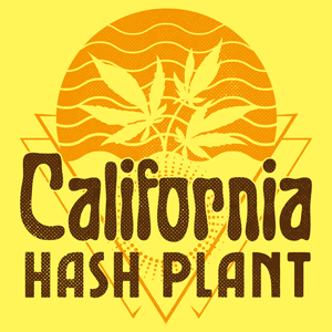 California Hash Plant cannabis strain