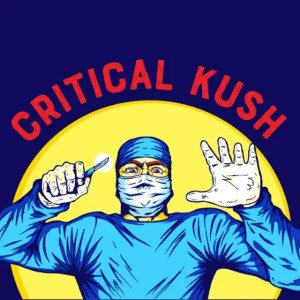 Critical Kush cannabis strain