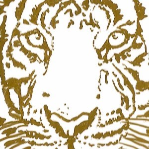 Golden Tiger cannabis strain