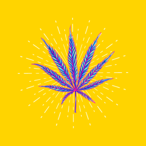 Inner Chi cannabis strain