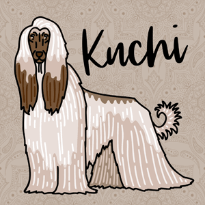 Kuchi cannabis strain