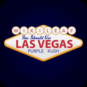 Las Vegas Purple Kush cannabis strain