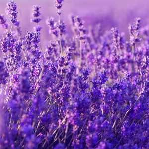 Lavender Haze cannabis strain