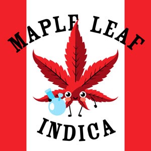 Maple Leaf Indica cannabis strain