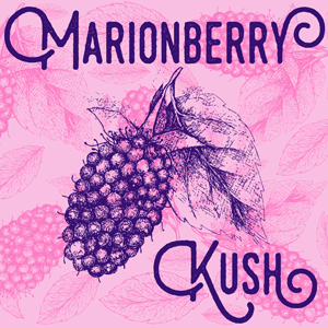 Marionberry Kush cannabis strain