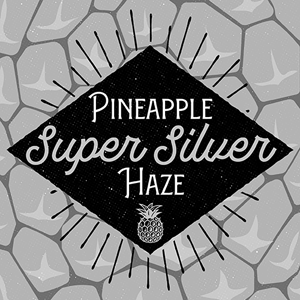 Pineapple Super Silver Haze cannabis strain