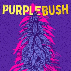 Purple Bush cannabis strain