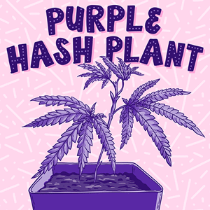 Purple Hashplant cannabis strain
