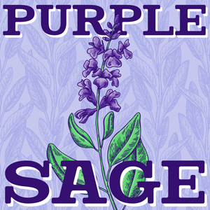 Purple Sage cannabis strain