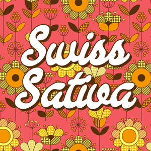Swiss Sativa cannabis strain
