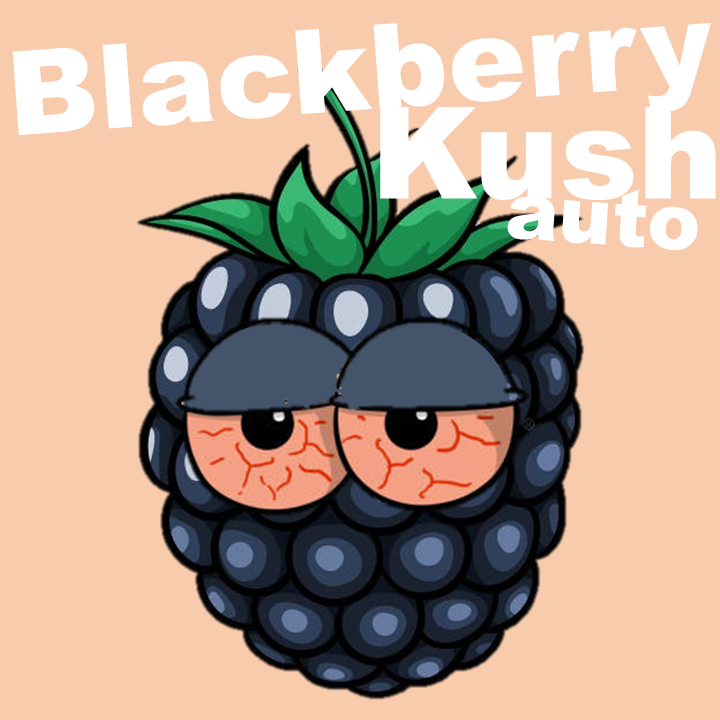 Auto Blackberry Kush cannabis strain