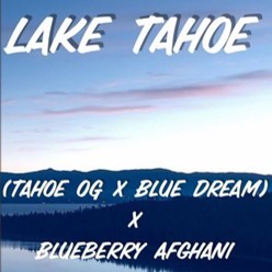 Lake Tahoe cannabis strain
