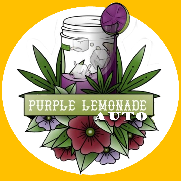 Purple Lemonade Auto cannabis strain