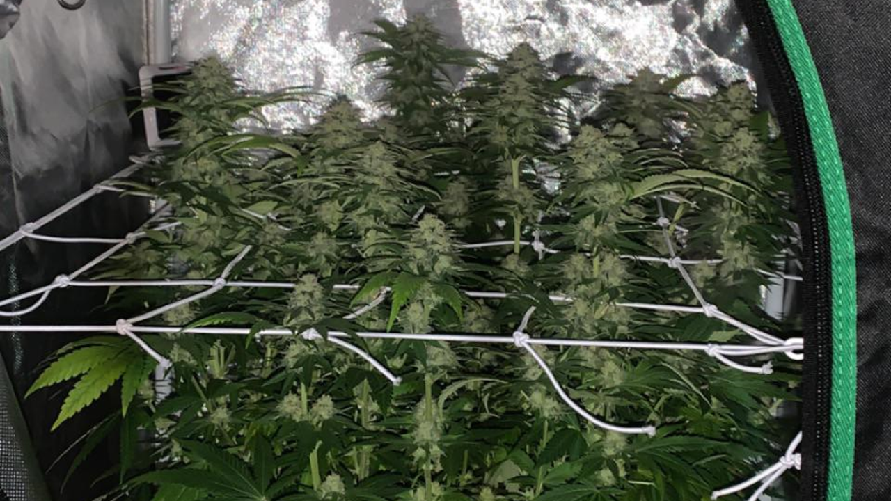 Clean grow room with Lost Coast Plant Therapy