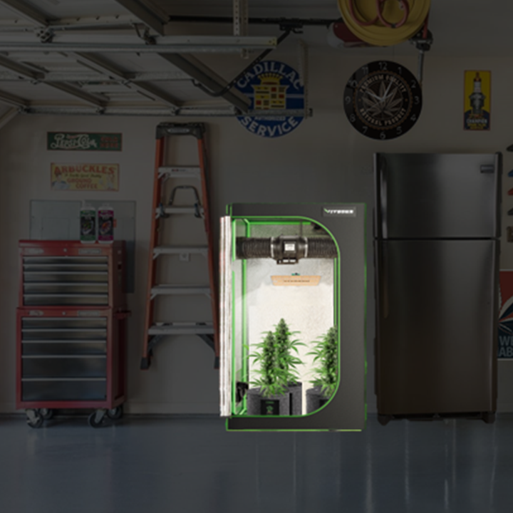 Cannabis Under LED