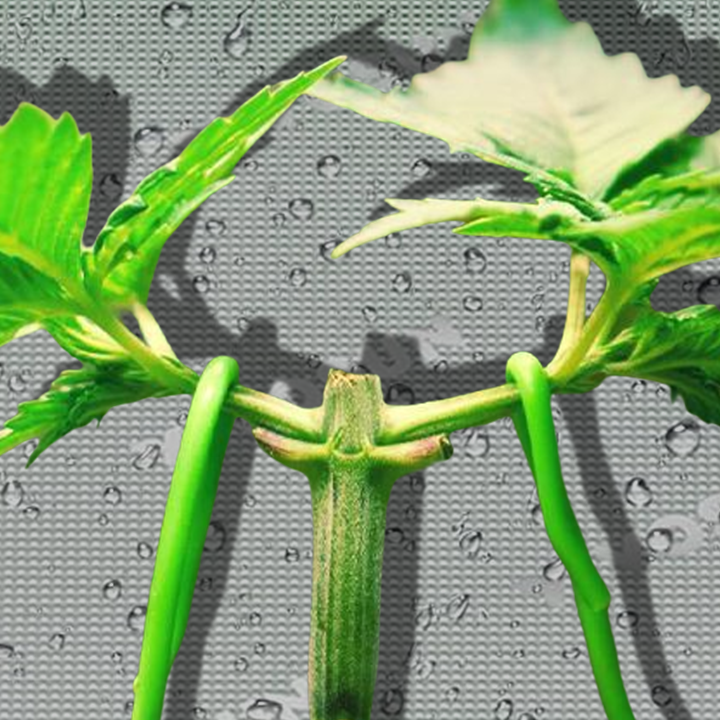 Cannabis plant undergoing low-stress training (LST)